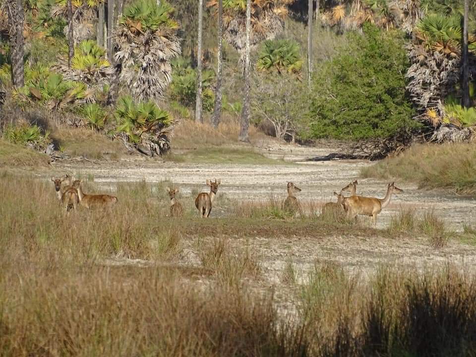 Timor Deer in Menipo Island