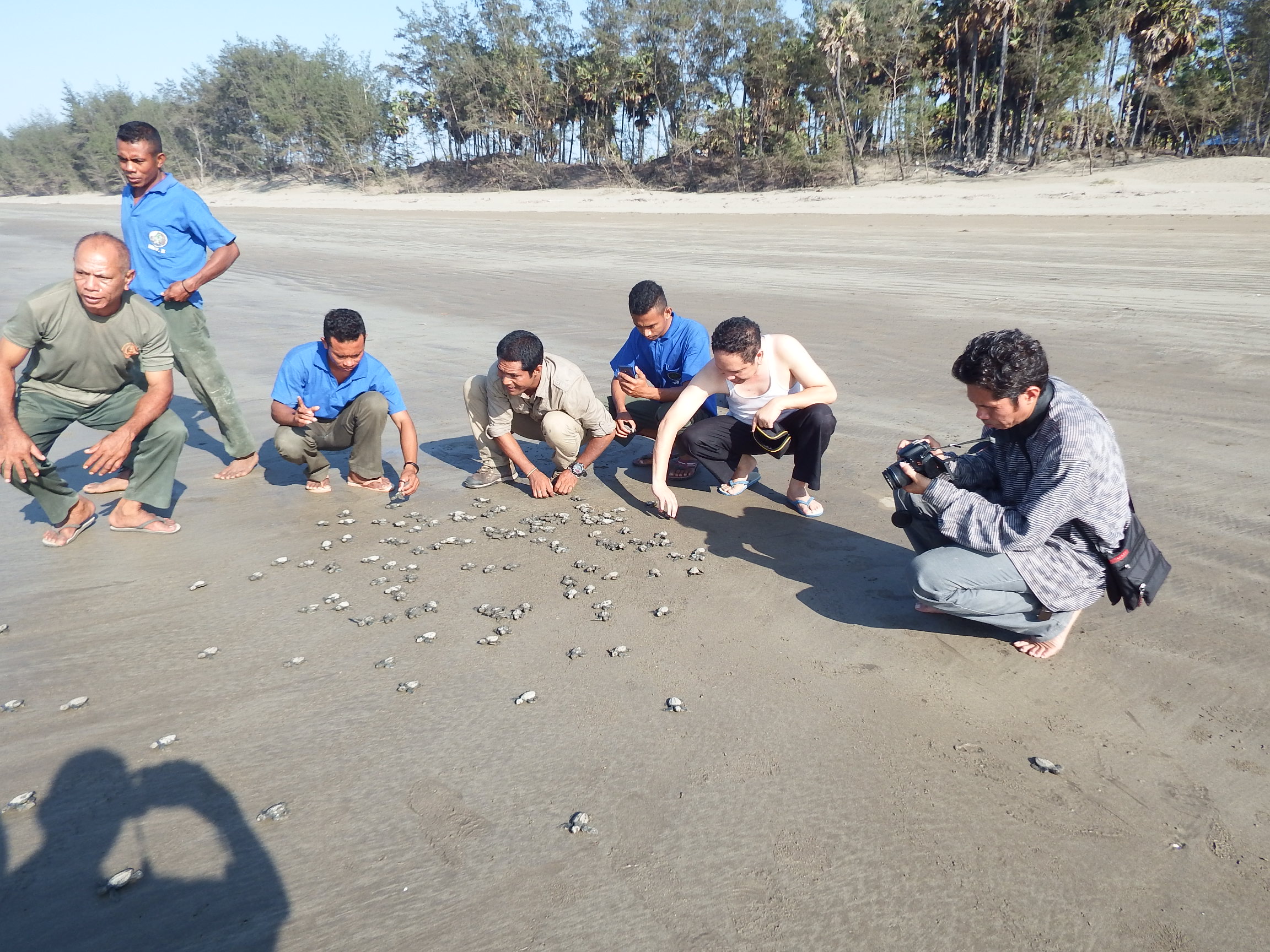 Turtle Release