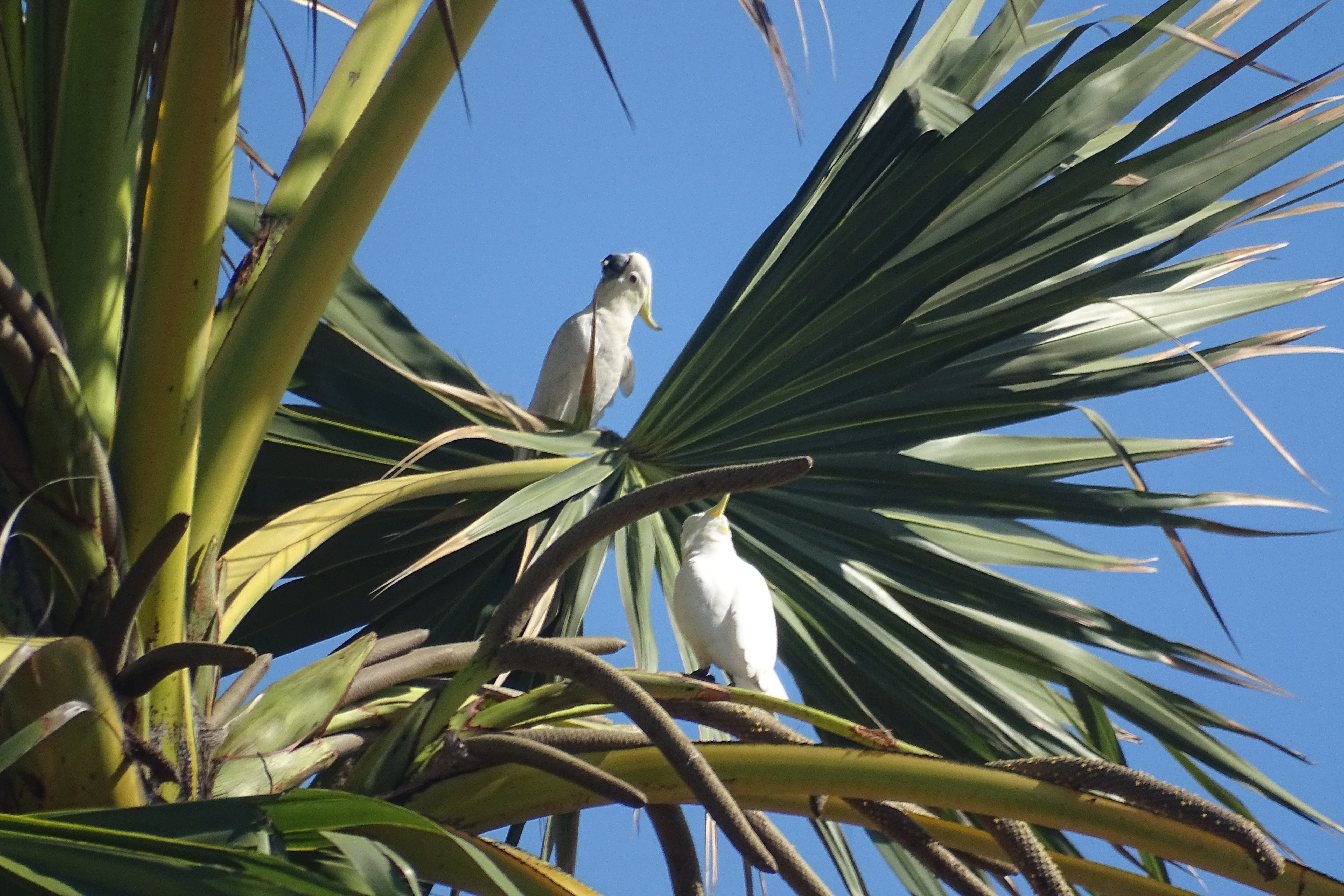 Cacatua sulphurea