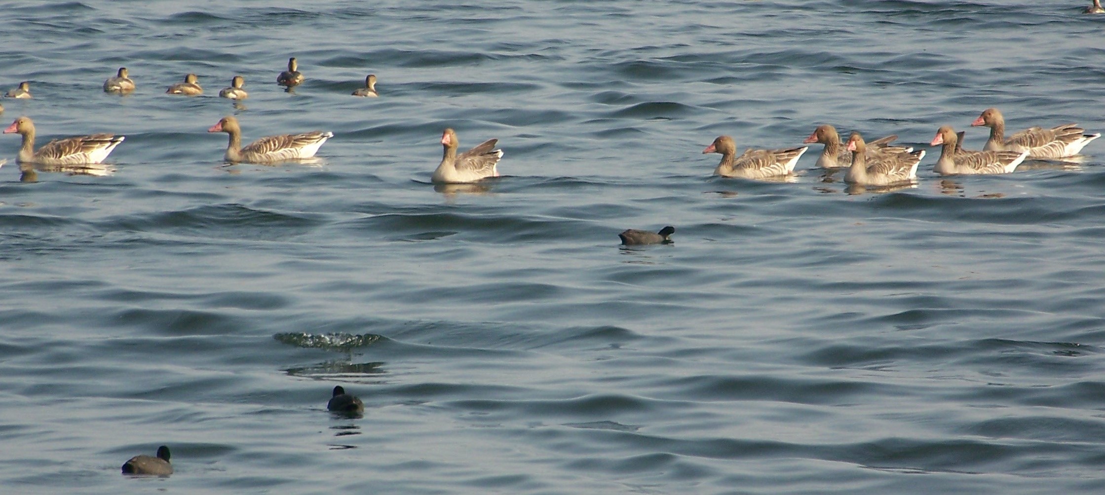 Greylag_Goose