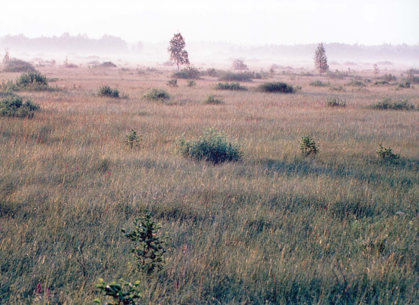 sedge fen mire partially overgrown with shrubs