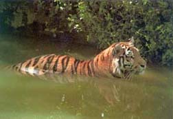 A swimming Bengal Tiger (Panthera tigris) is crossing a tidal creek in Bangladesh Sundarbans