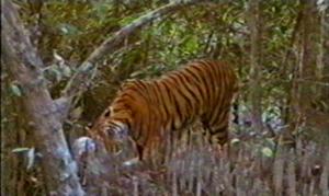 A Bengal Tiger (Panthera tigris) is feeding on its prey in the Mangrove Swamp of Bangladesh Sundarbans 