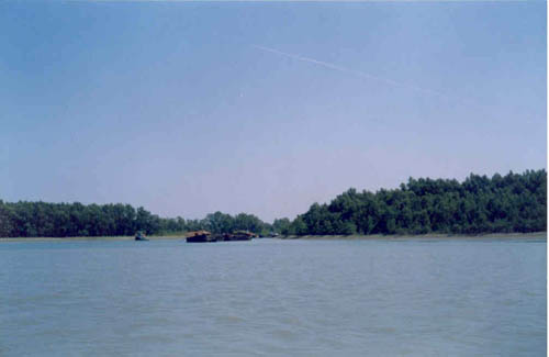 A view of Sundarban Mangrove forest of Bangladesh