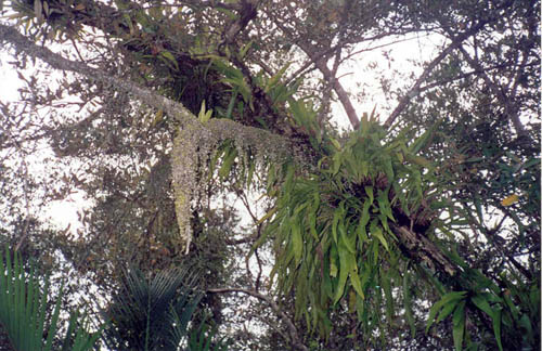 Colorful ferns, lichens, climbers developed on the trunk of Sundri (Heritiera fomes) of Bangladesh Sundarbans