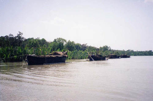 Boats carrying the harvested Golpata (Nypa fruiticans) from the Sundarbans