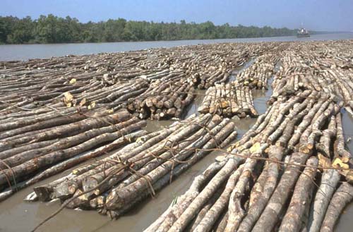 Boom of Gewa (Excoecaria agallocha) being transported to the Khulna Newsprint Mill from the Sundarbans as a pulpwood for manufacturing newsprint.