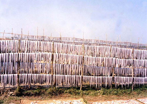 Fish are being dried by the fishermen caught in winter fishery at Dublar char of Bangladesh Sundarban