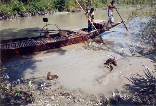 Fishermen are catching fish with the help of Otter (Lutra percipicilata) in the Sundarbans of Bangladesh