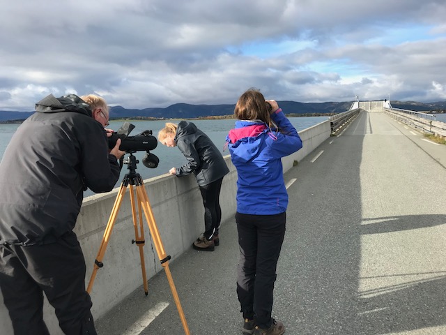 On the bridge to Tautra