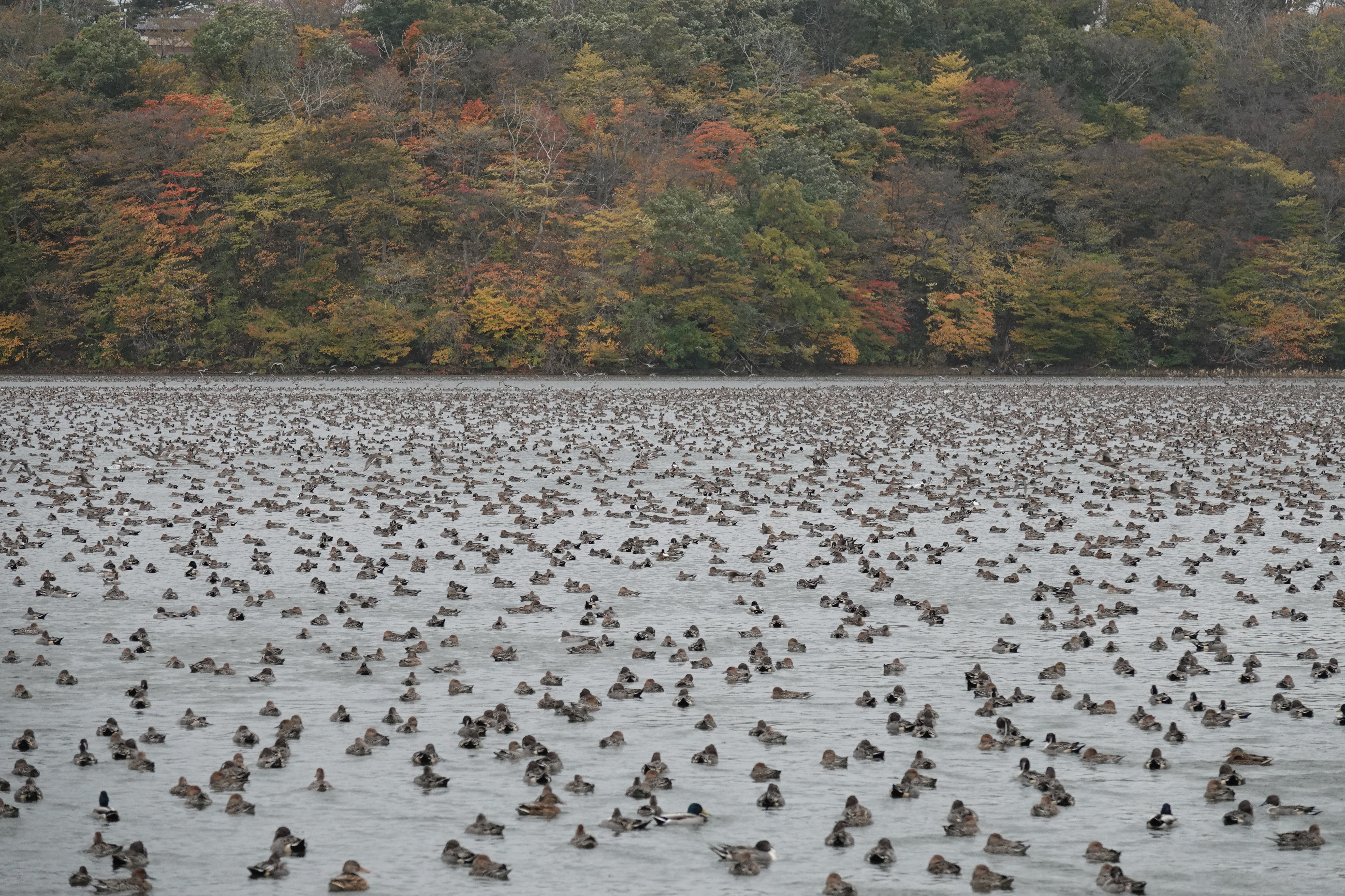 Northern Printails in Oyama Kami-ike and Shimo-ike