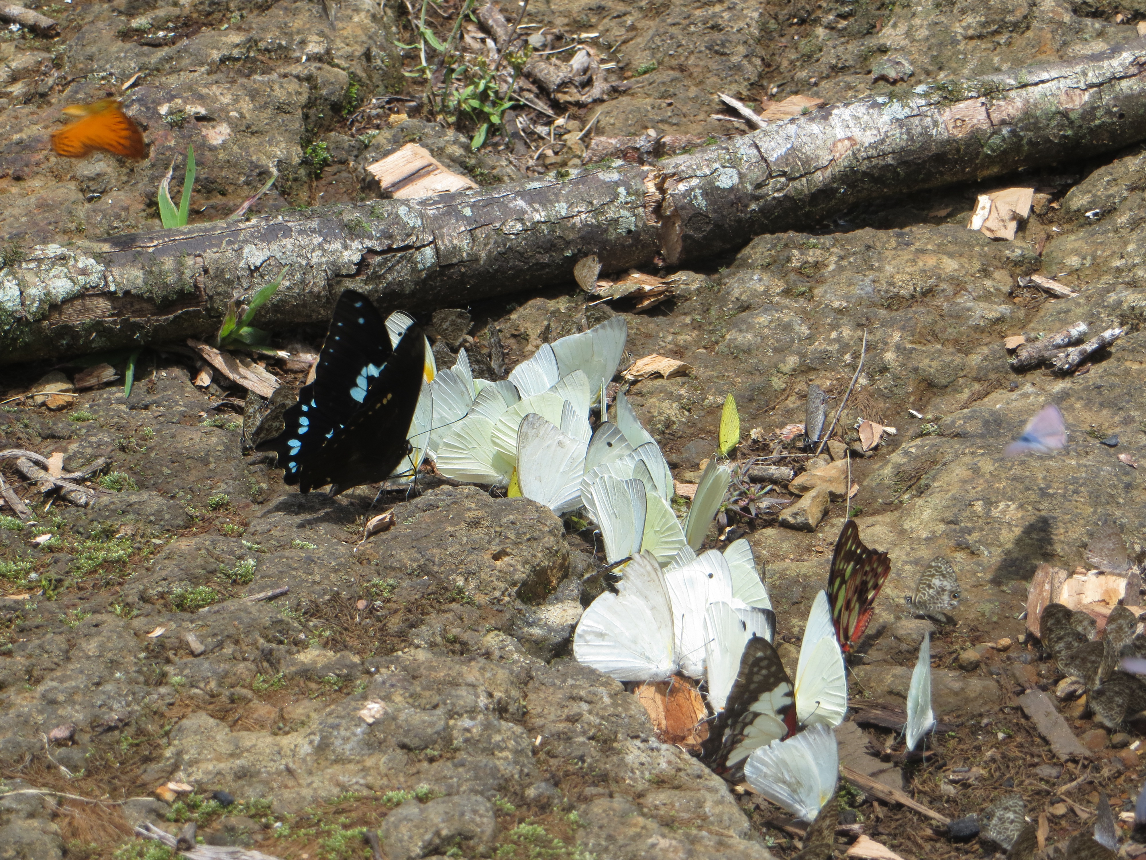 Papillons de Bemanevkia