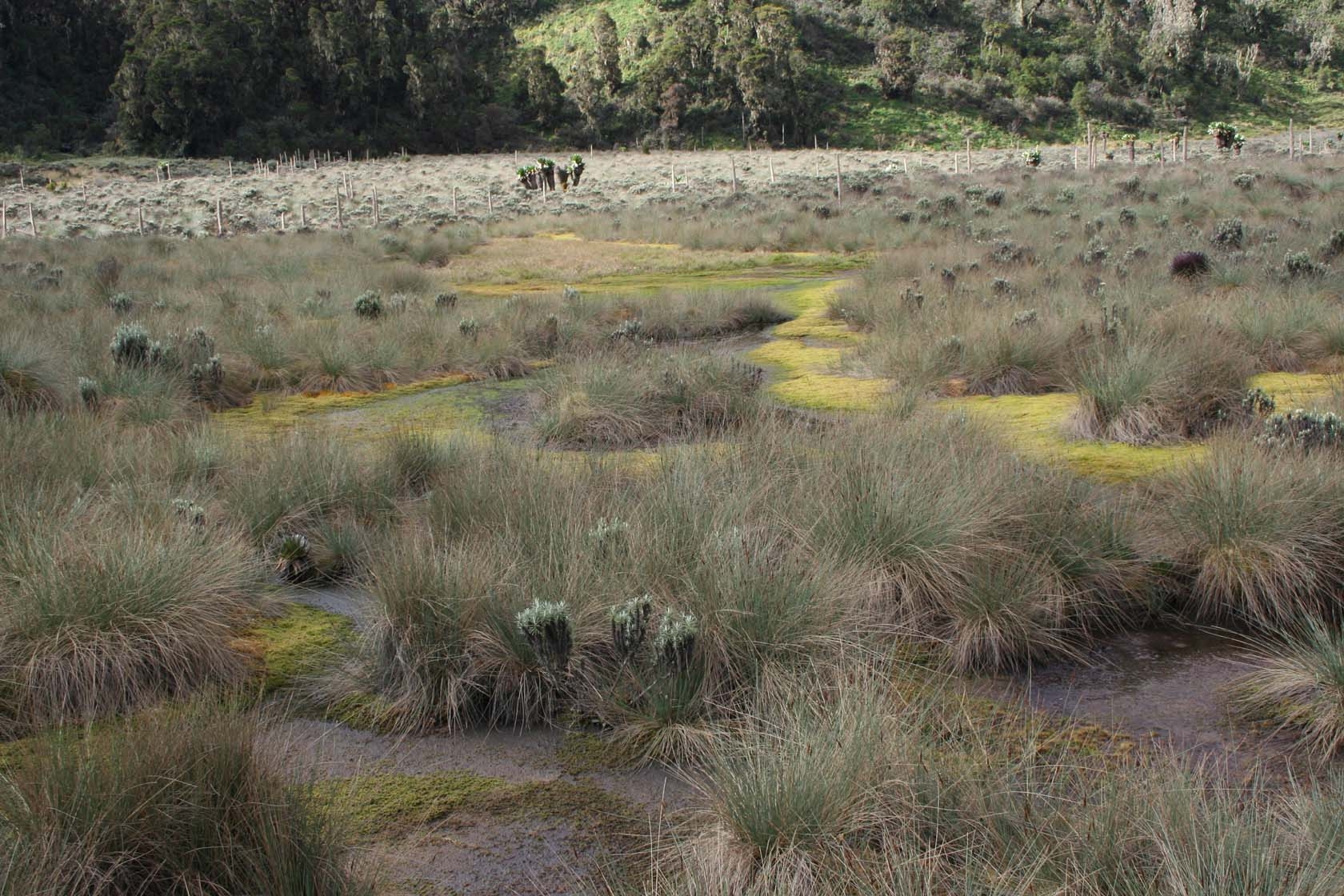 Bog Towards John Matte