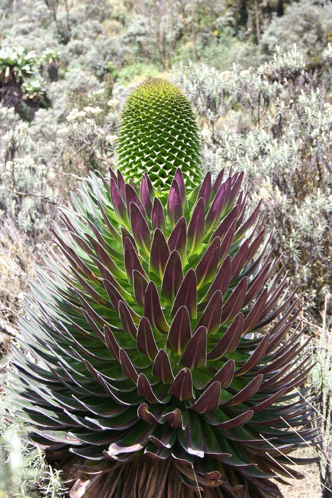 Giant Lobelia