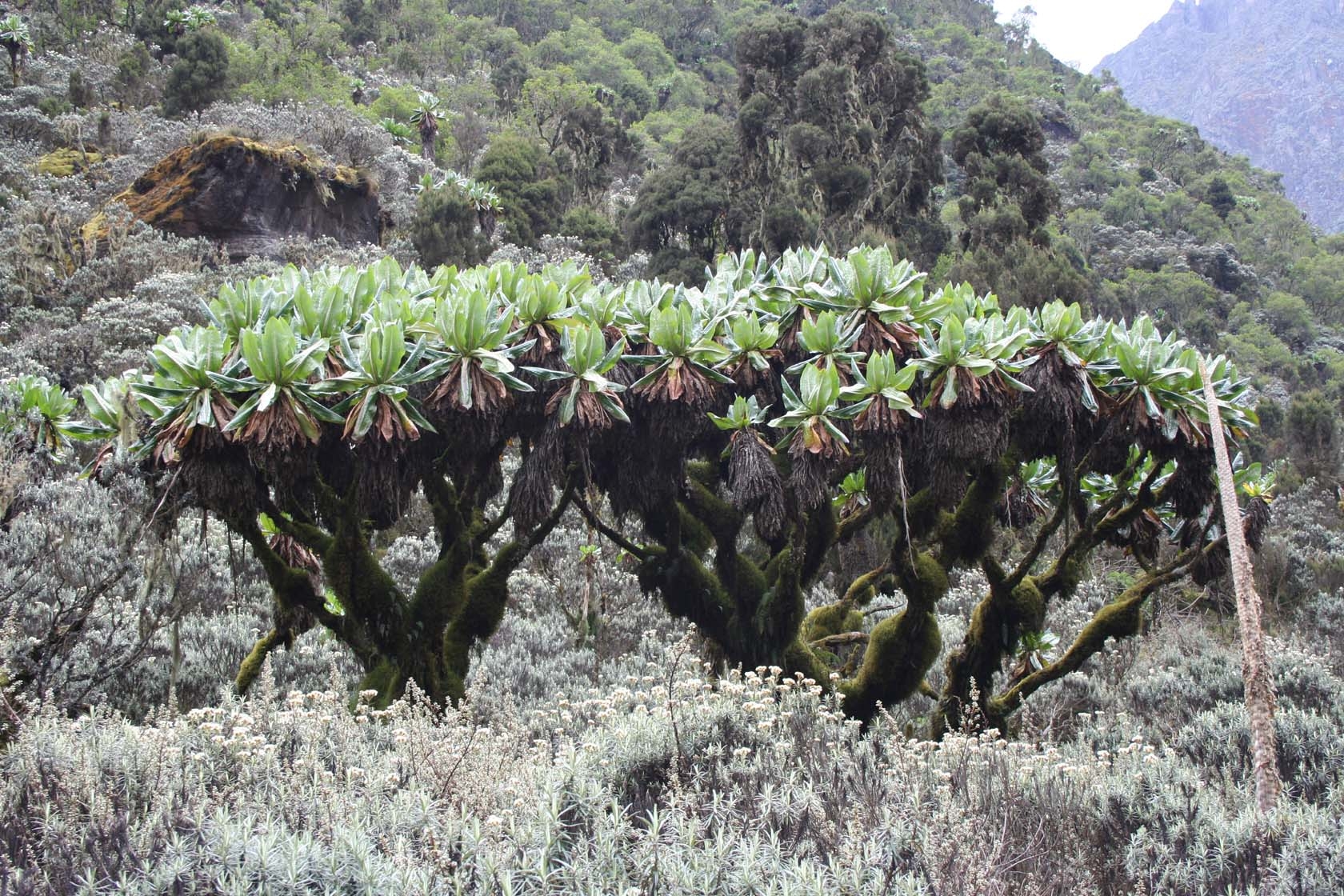 Vegetation