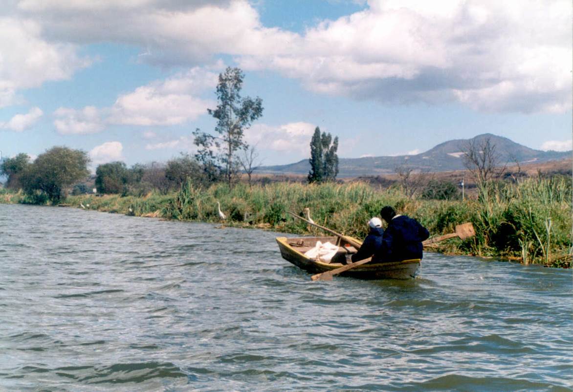 Al menos 60 miembros de las cooperativas “Pescadores de Gómez Farías” y “Pescadores del Nevado” capturan al día cuando menos dos toneladas de carpa y tilapia en la Laguna de Zapotlán, principalmente, y en menor volumen lobina y charal.