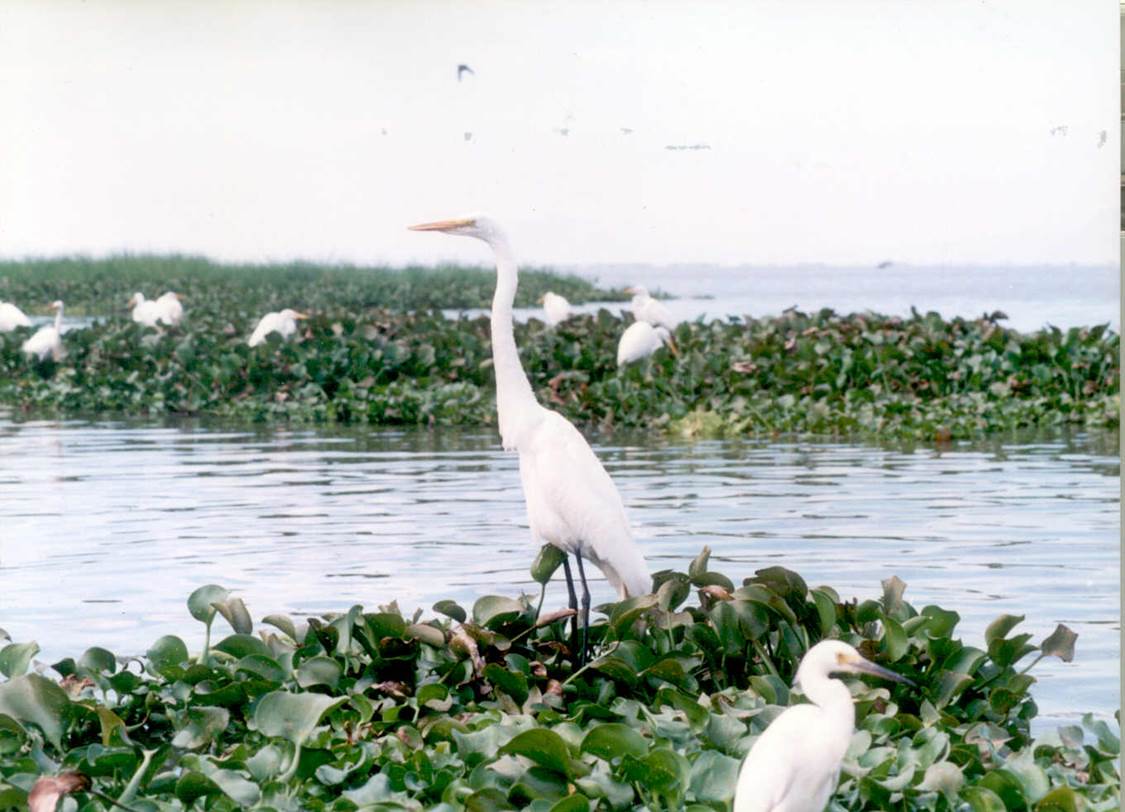 La Laguna de Zapotlán brinda albergue, abrigo y alimentación a cuando menos 44 especies de aves residentes y migratorias, entre ellas garzas, zambullidores, pelícanos, cigueñas, patos pejijes, cercetas, chorlitos, gallaretas, abocetas y jacanas, por tan sólo citar algunas.