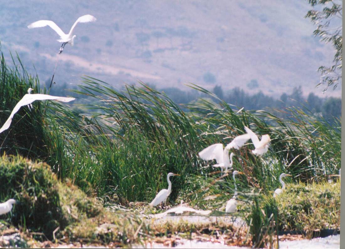 Aunque muchas aves permanecen todo el año en la Laguna de Zapotlán, hay otras especies que vienen a pasar sólo el invierno, como es el caso de los patos pijijes, el ibis espátula, la gallardeta morada, la garza patamarrilla, pelícanos y cigueñas, incluso la jacana de Centroamérica.