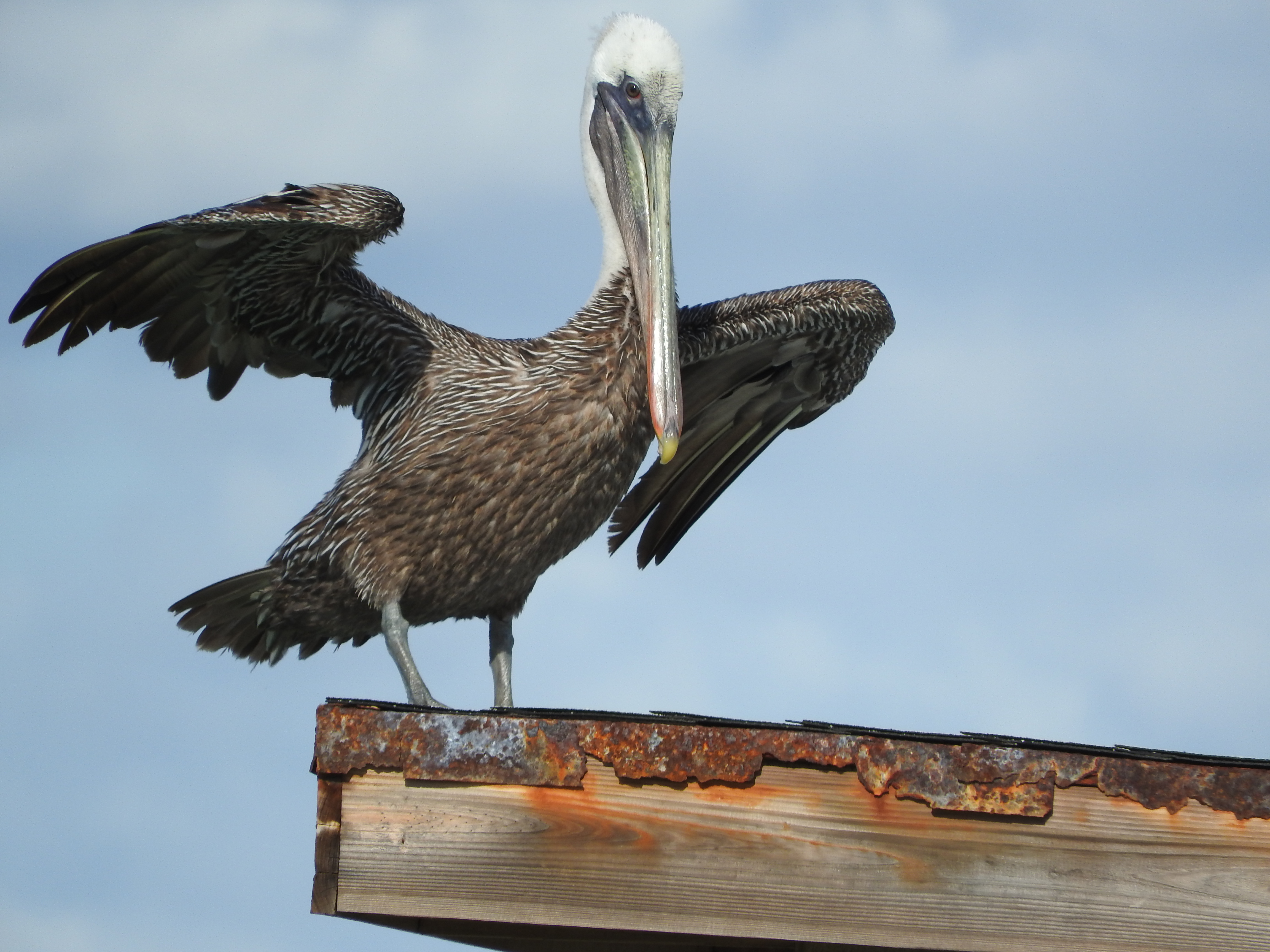 Brown Pelican at San Nicolas Bay