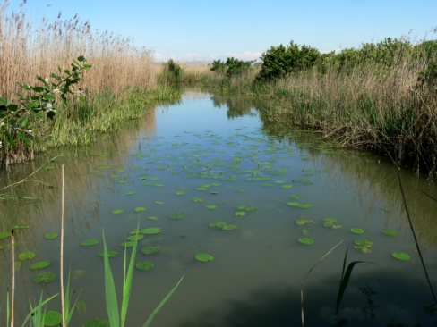 Palude del Busatello