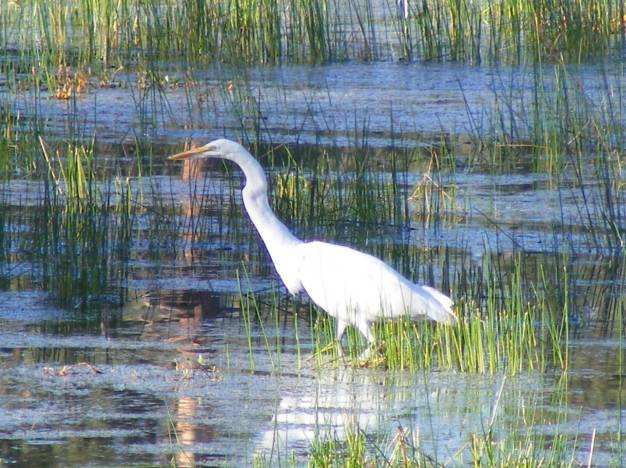 Garza de dedos dorados (Ardea alba), alimentándose en laguna Hanson