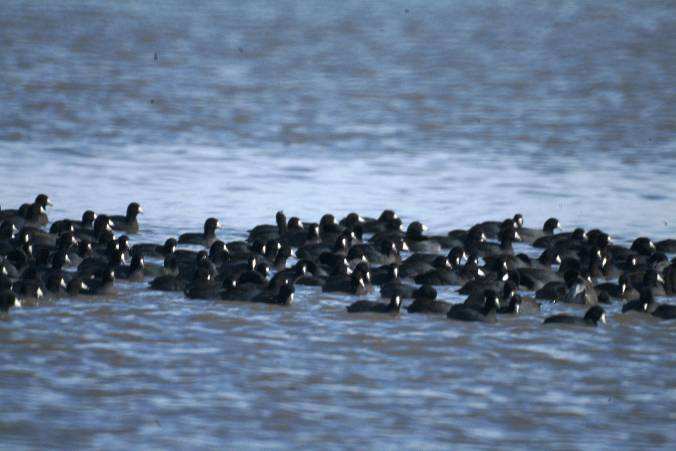 Gallaretas (Fulica americana).Estas fueron observadas alimentándose y son parte de
grupo de aves migratorias