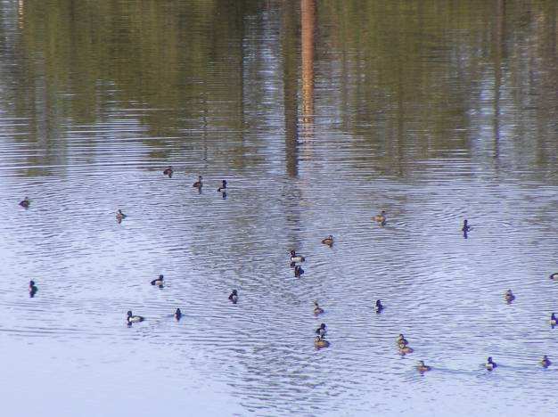 Grupo de Anátidos descanso en la Laguna Hanson