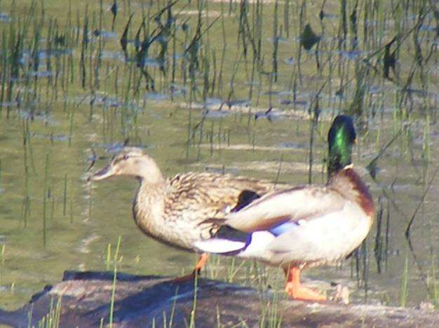 Pareja de Patos Mexicano (Anas platyrhynchos), descansando en la Laguna Hanson.