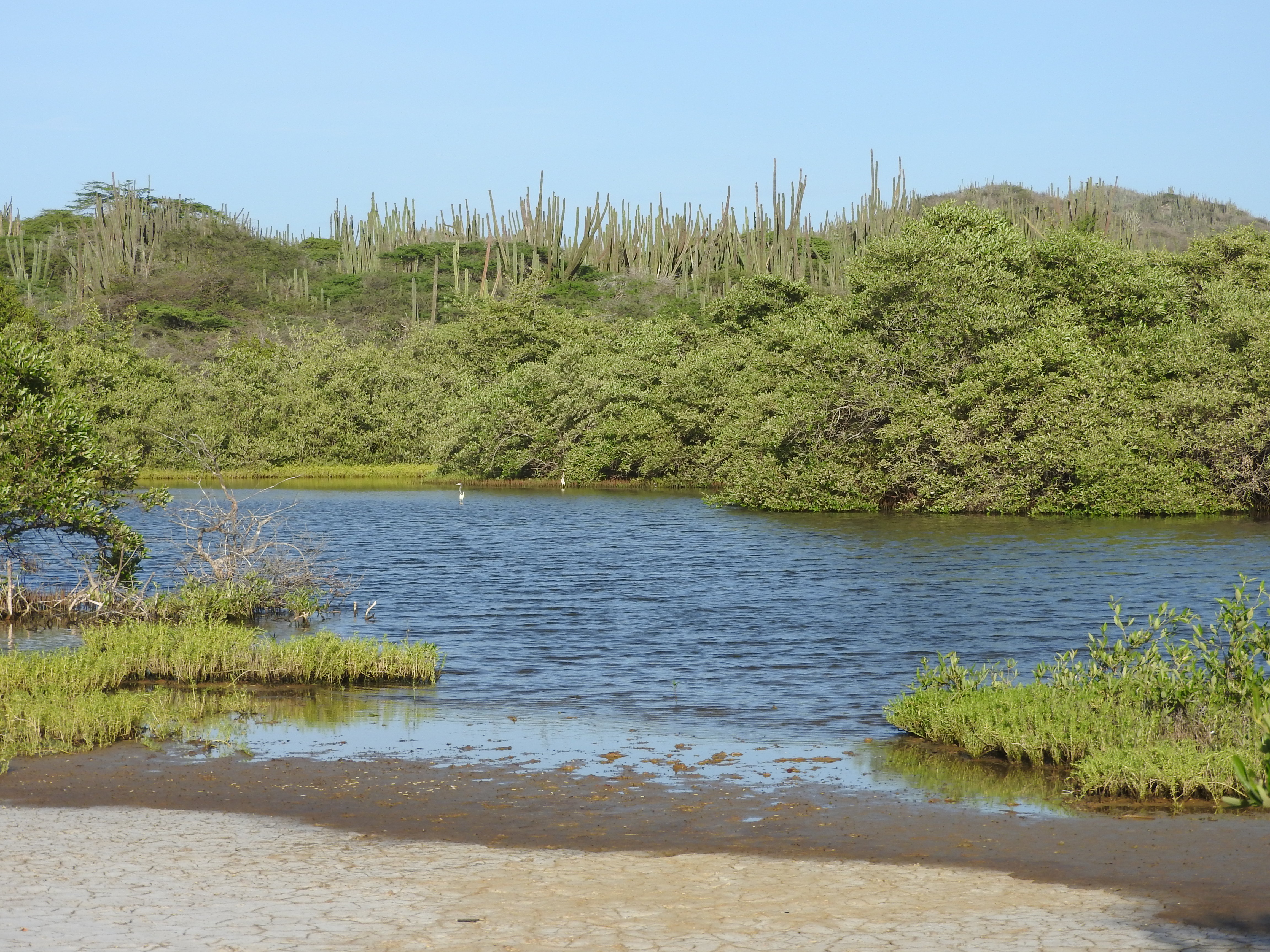 The Spaans Lagoen wetland area with its desert scrub water catchment area in the back.