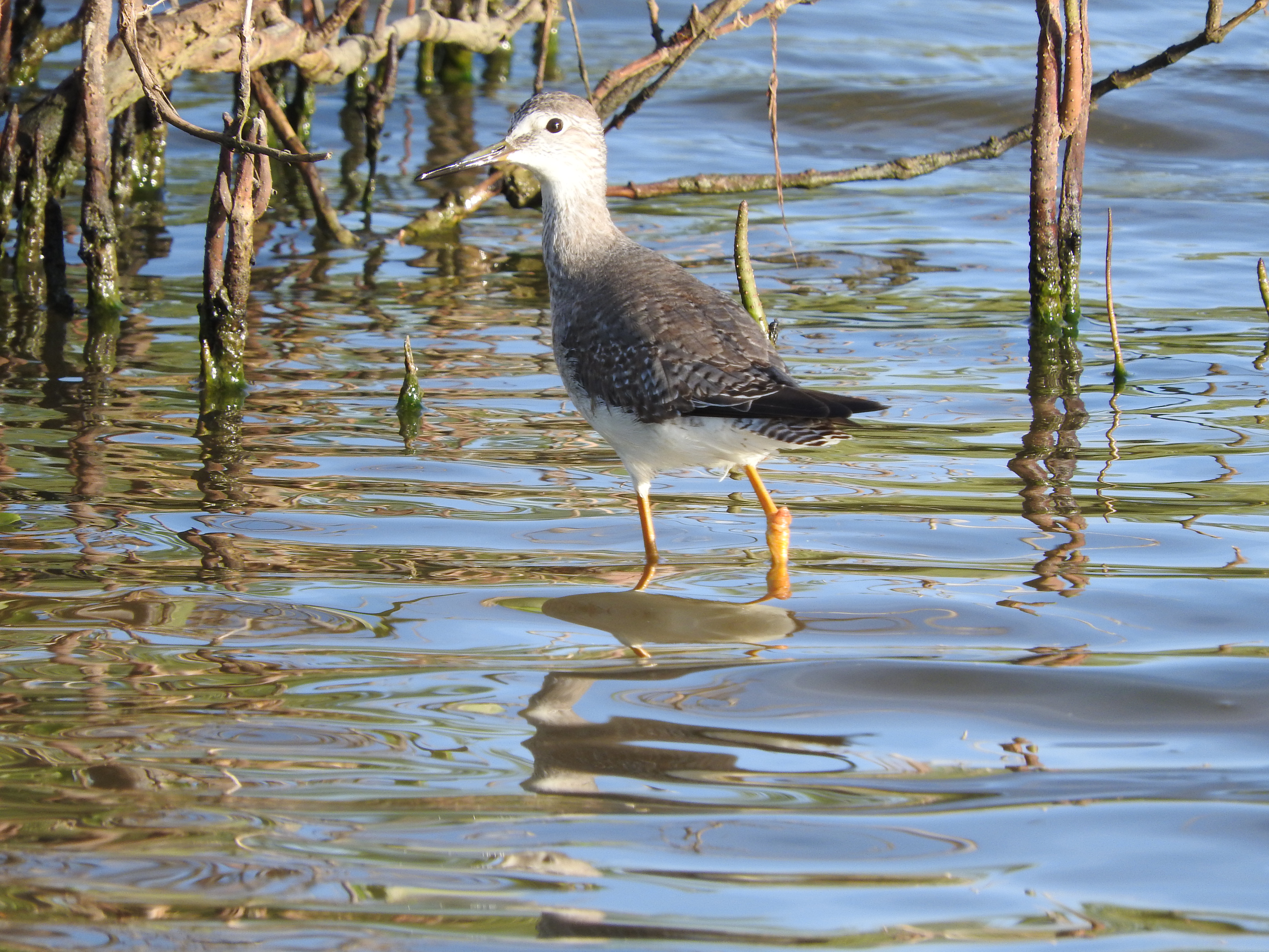 Lesser Yellowlegs (Tringa flavipes) at Spaans Lagoen. 