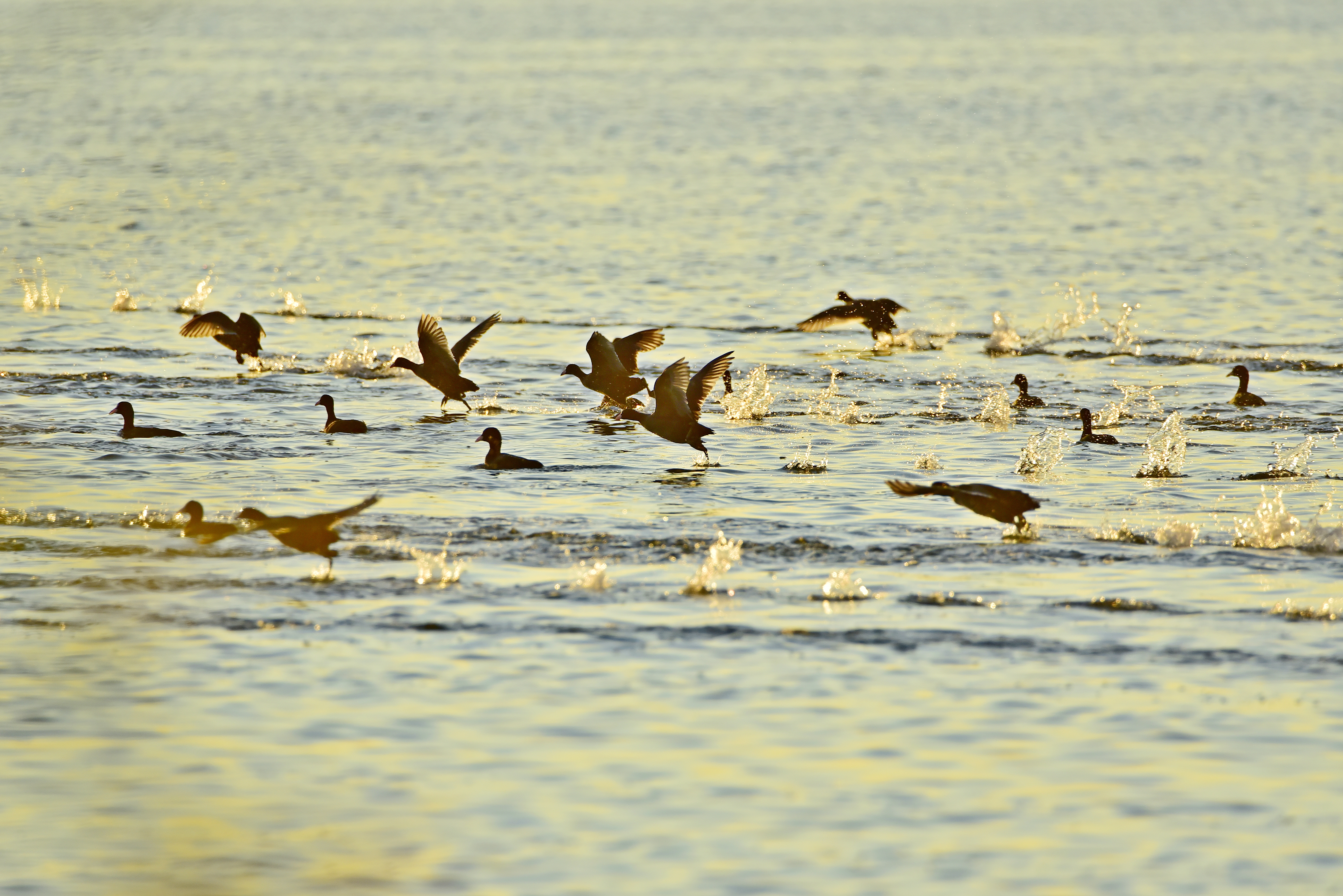 Common Moorhen on the Ramsar site