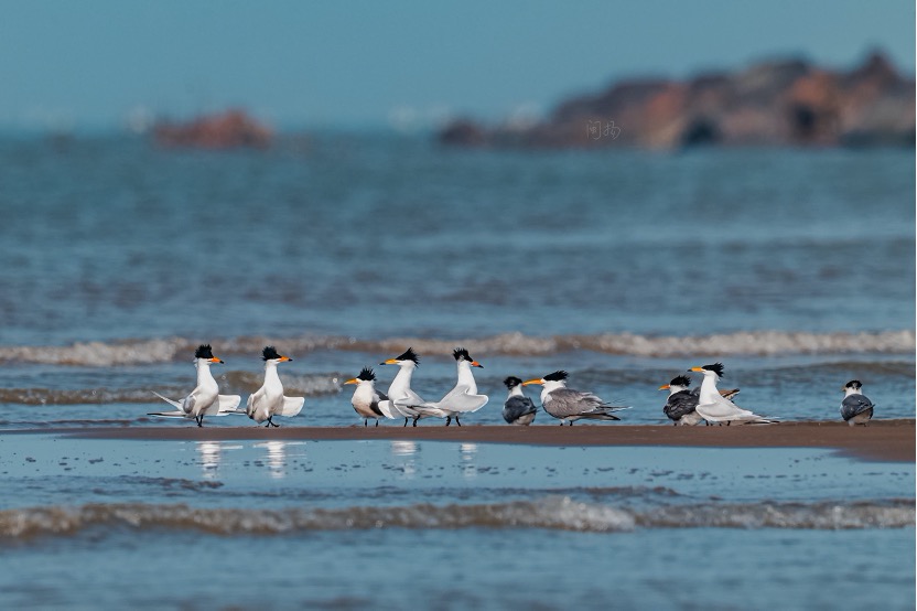 Chinese Crested Terns