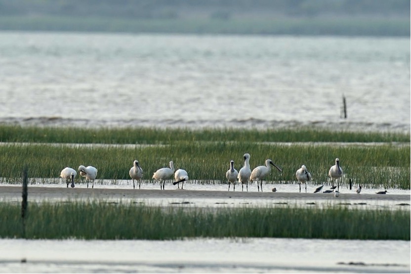 Black-faced Spoonbill