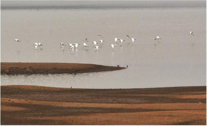 Egrets Skittering over the water