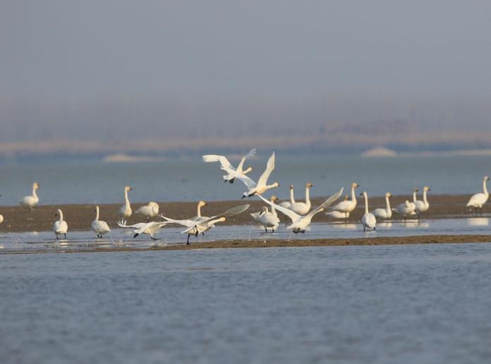 Tundra Swan