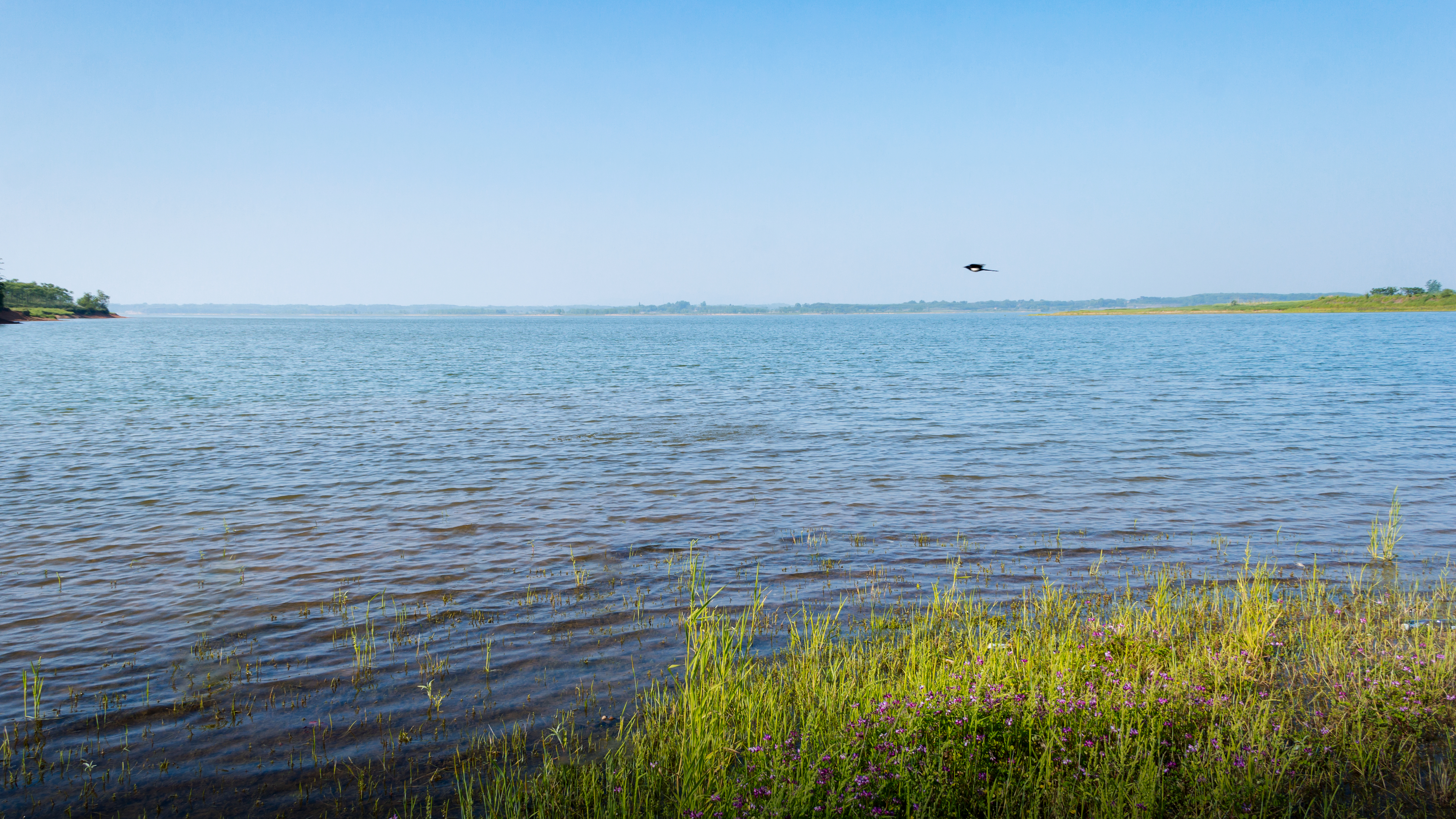 Wetland Scene