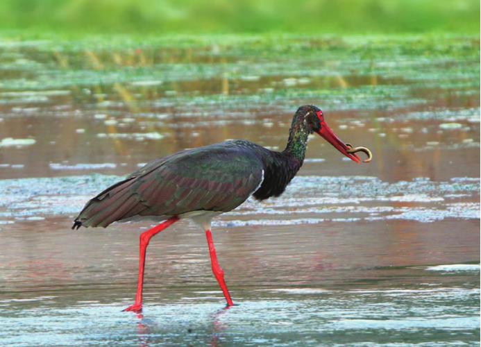 Black Stork