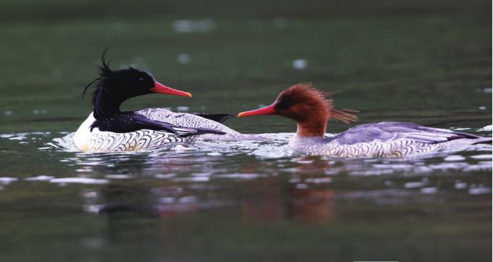 Scaly-sided Merganser