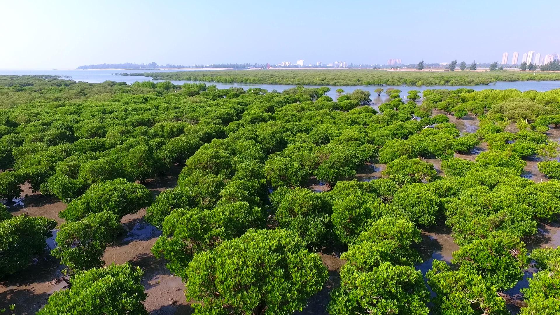 Mangrove