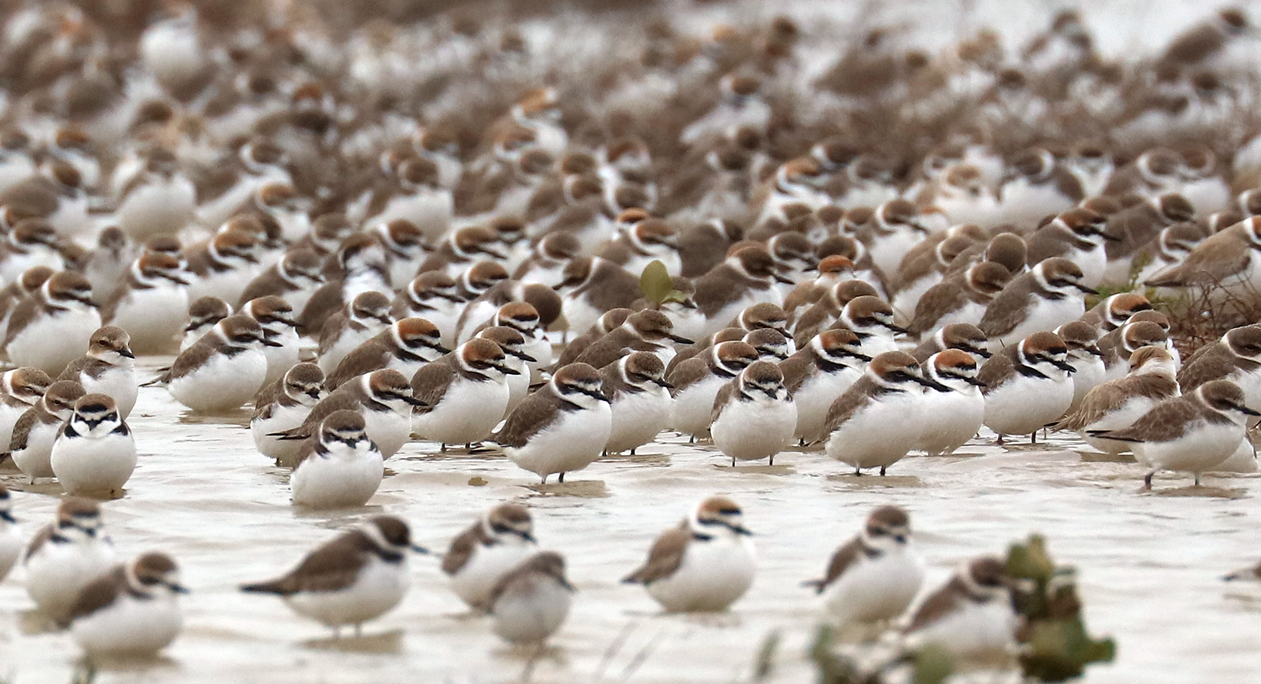 Charadrius alexandrinus