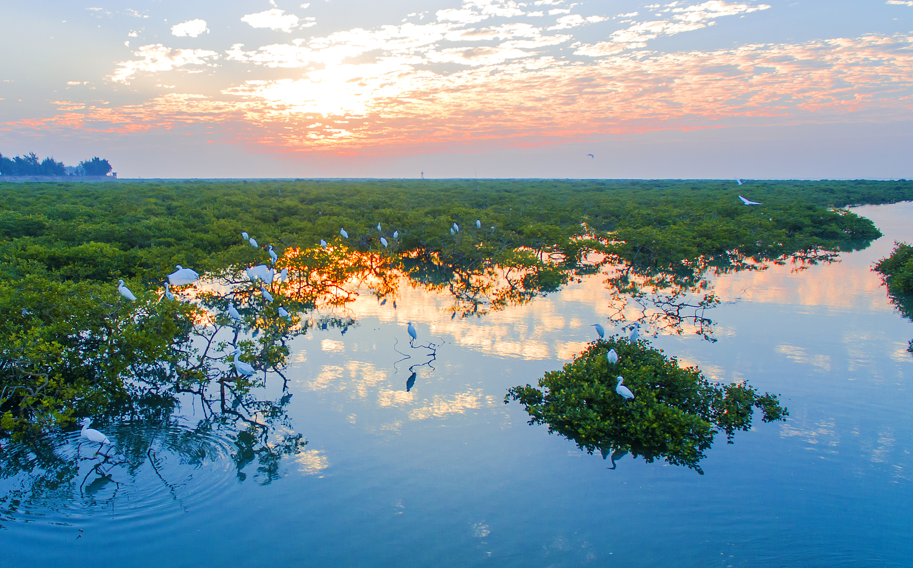 Mangrove