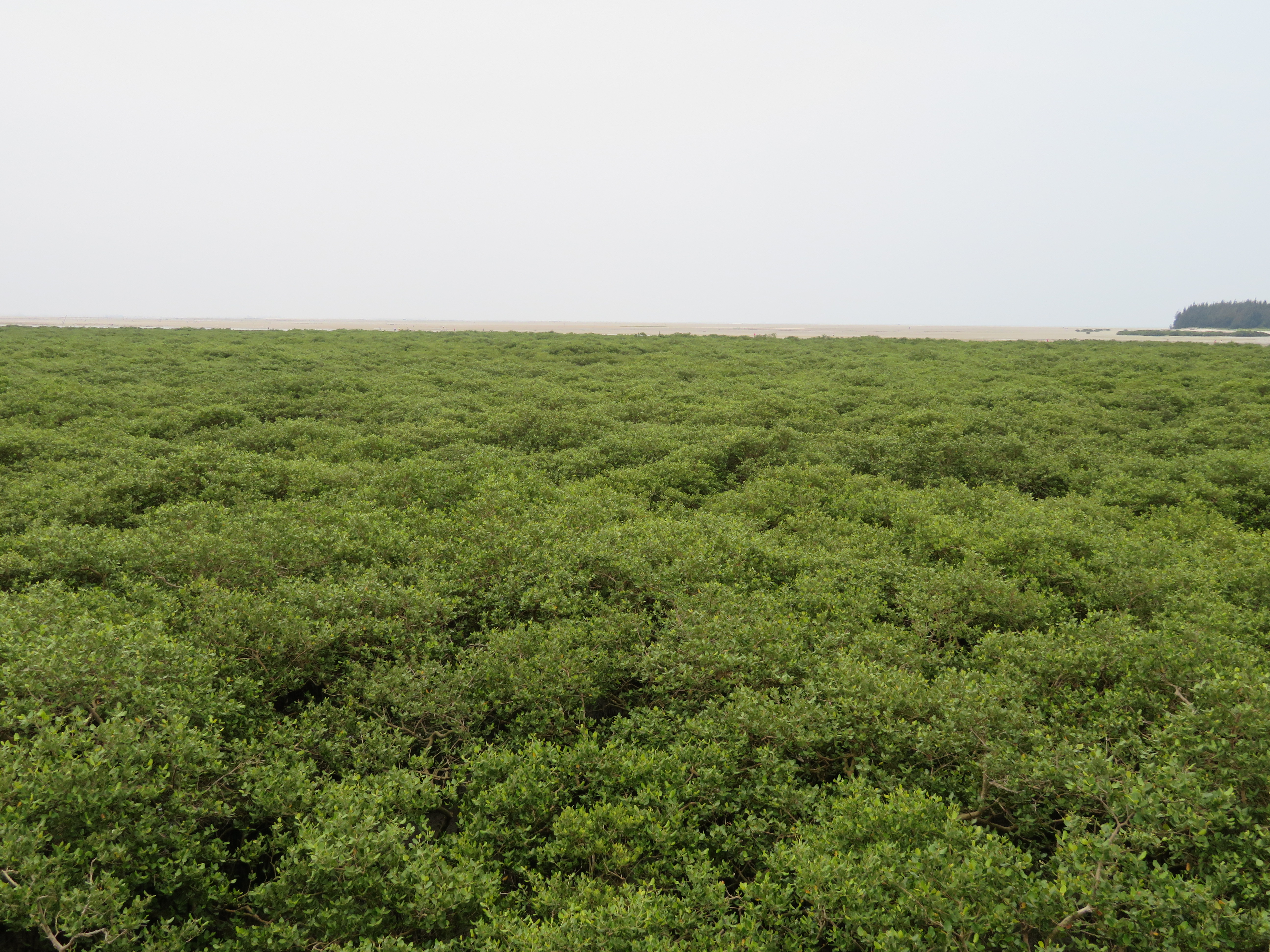 Mangrove