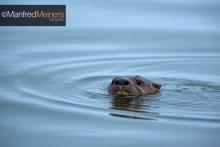 Evidencia fotográfica de la Nutria de río Lontra longicaudis