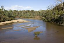 Flood Plain Lower Ringarooma River