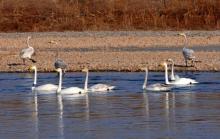 Population of Cygnus cygnus wintering at the Site