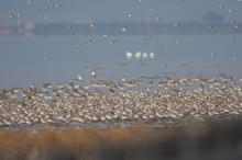 A flock of shorebirds