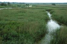 Narew River Valley near Bokiny Village