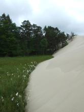 Peatbog buried by dune