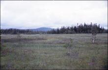 Large fens at the mire complex Flån. 1993-08-10.