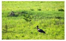 Abdim Stork at  Monavale Vlei